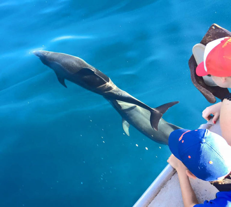 Hawaiian Spinner Dolphins Maui Magic Snorkel Molokini Snorkel Boat