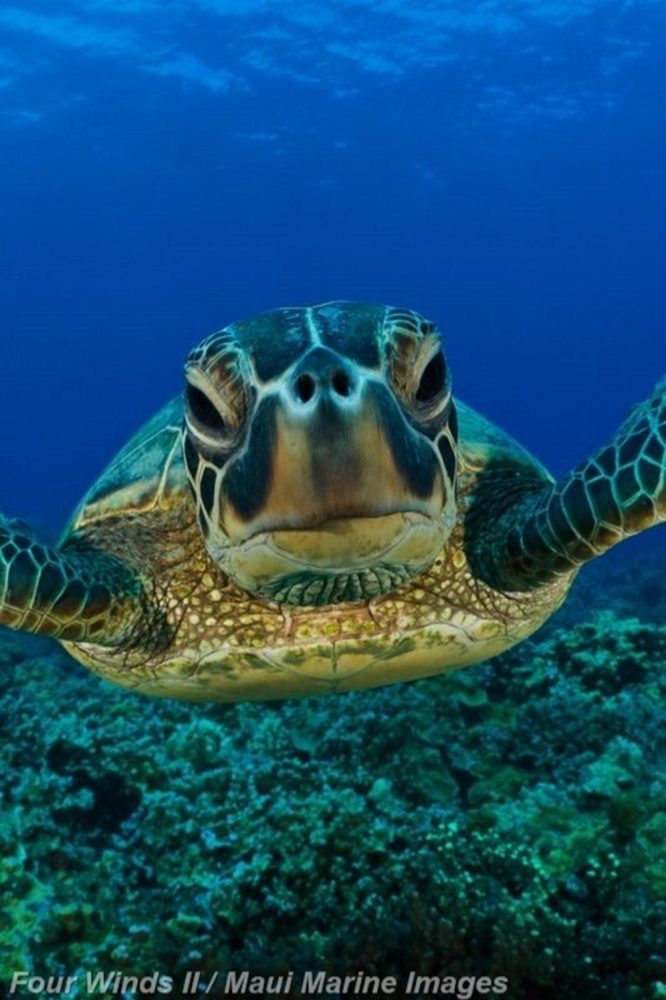 Four Winds Ii Maui Coral Gardens Snorkel Tour Turtle Close Up