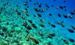 winds molokini crater guest four ii downloads