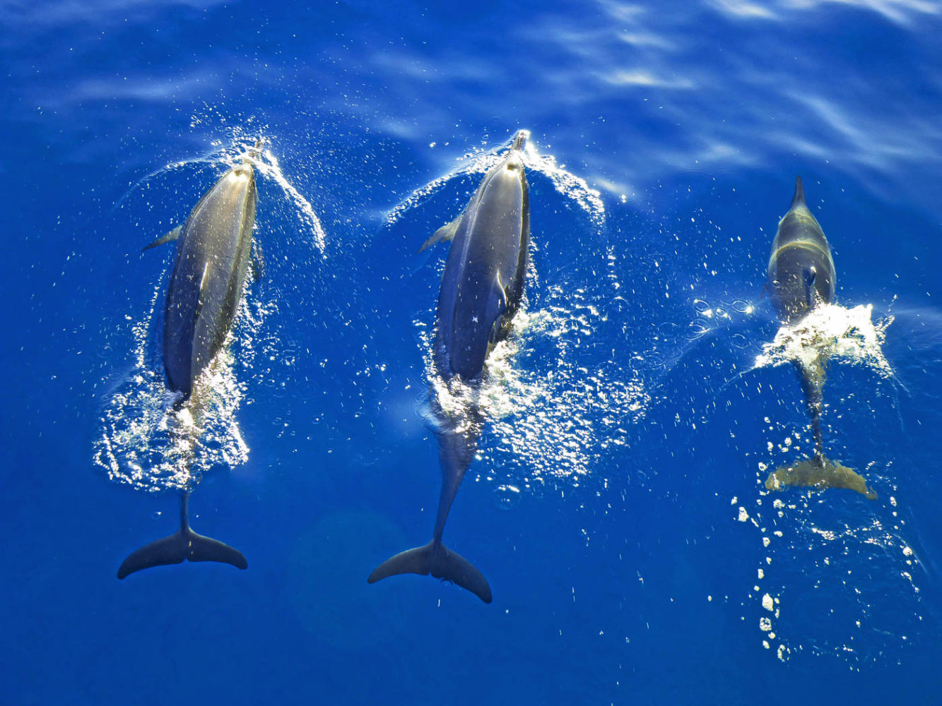 maui spinner dolphin tour