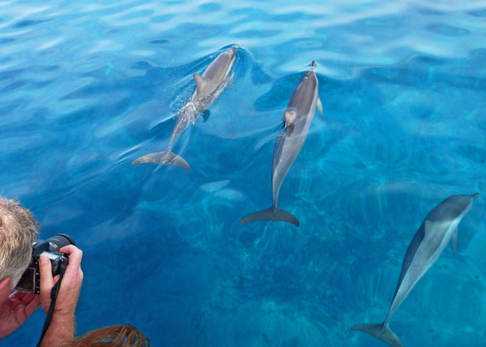 MauiMagic_Dolphins_016 MauiMagic_Dolphins_016