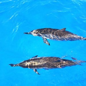 MauiMagic_Dolphins_068 MauiMagic_Dolphins_068