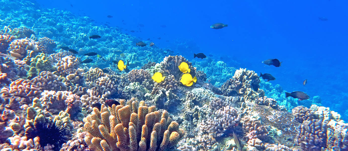 Maui Snorkeling Tours Yelp Maui Snorkeling Tours Yelp