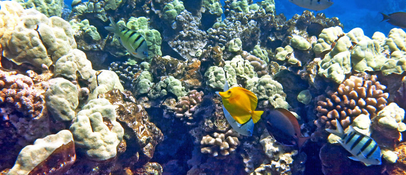 Coral Gardens Maui Magic Snorkel