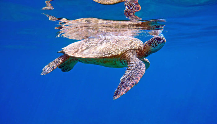 MauiMagic_Turtles_028