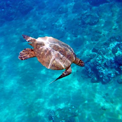 snorkel trip maui