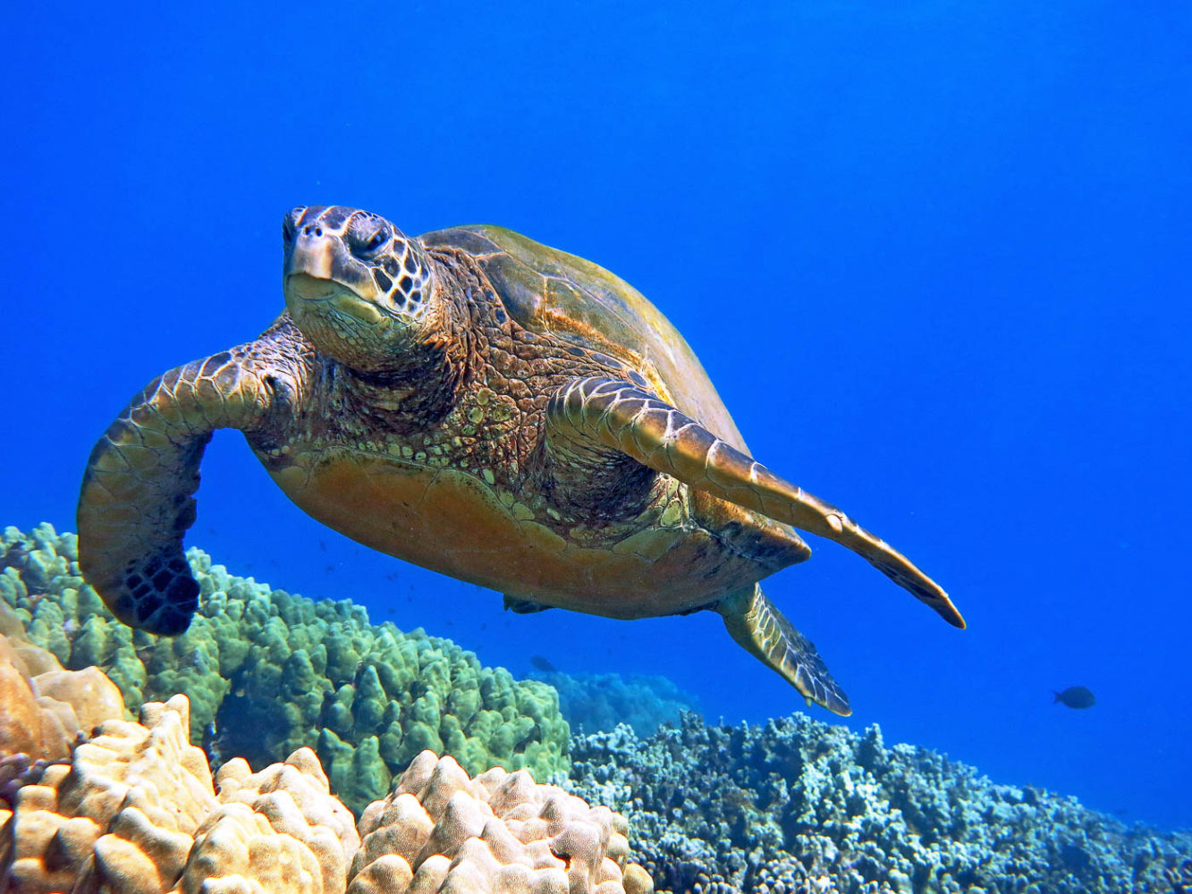 Hawaiian Green Sea Turtles Maui Magic Snorkel Molokini Snorkel Boat