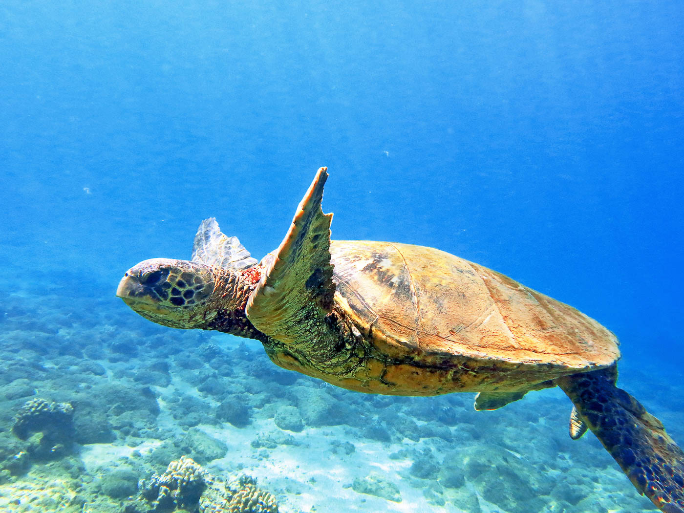 Hawaiian Green Sea Turtles Maui Magic Snorkel Molokini Snorkel Boat