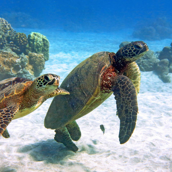 Snorkel With Turtles