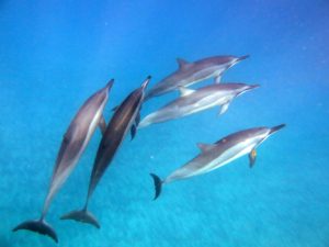 Spinner Dolphins