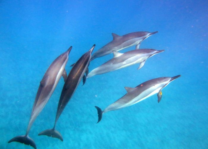 Spinner Dolphins